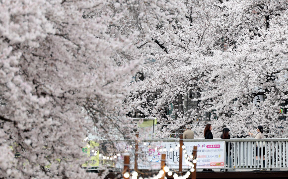 1일 울산시 남구 무거천에서 시민이 만개한 벚꽃을 감상하고 있다. 2026.4.1 연합뉴스