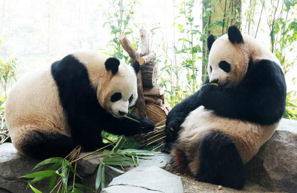 2일 경기도 용인시 에버랜드에서 생후 1000일을 맞은 쌍둥이 판다 루이바오와 후이바오가 먹이를 먹고 있다. 2026.4.2  연합뉴스