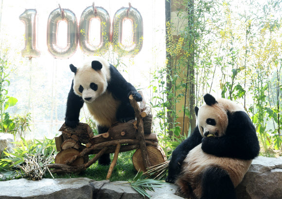 2일 경기도 용인시 에버랜드에서 생후 1000일을 맞은 쌍둥이 판다 루이바오와 후이바오가 사육사들이 준비한 나무로 만든 오토바이 선물 주변에서 시간을 보내고 있다. 2026.4.2  연합뉴스