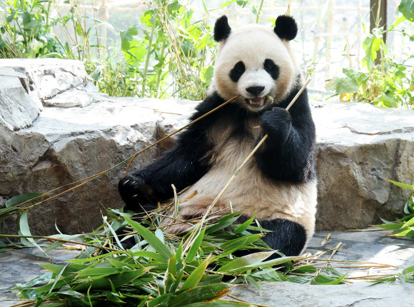 2일 경기도 용인시 에버랜드에서 생후 1000일을 맞은 쌍둥이 판다 후이바오가 먹이를 먹고 있다. 2026.4.2  연합뉴스