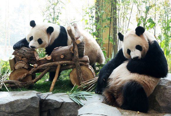 2일 경기도 용인시 에버랜드에서 생후 1000일을 맞은 쌍둥이 판다 루이바오와 후이바오가 사육사들이 준비한 나무로 만든 오토바이 선물 주변에서 시간을 보내고 있다. 2026.4.2  연합뉴스