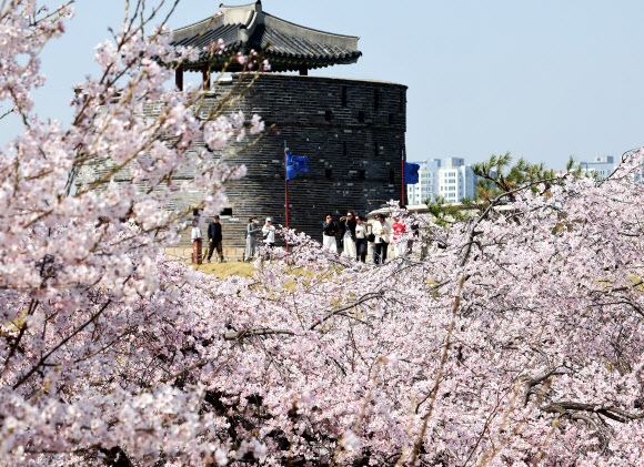 완연한 봄 날씨를 보인 2일 경기도 수원시 세계문화유산 화성(華城) 창룡문을 찾은 시민들이 벚꽃이 활짝 핀 성곽길을 걷고 있다. 2026.4.2  연합뉴스