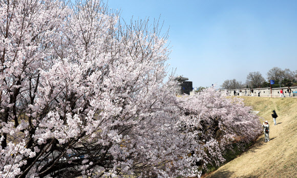 완연한 봄 날씨를 보인 2일 경기도 수원시 세계문화유산 화성(華城) 창룡문을 찾은 시민들이 벚꽃이 활짝 핀 성곽길을 걷고 있다. 2026.4.2  연합뉴스