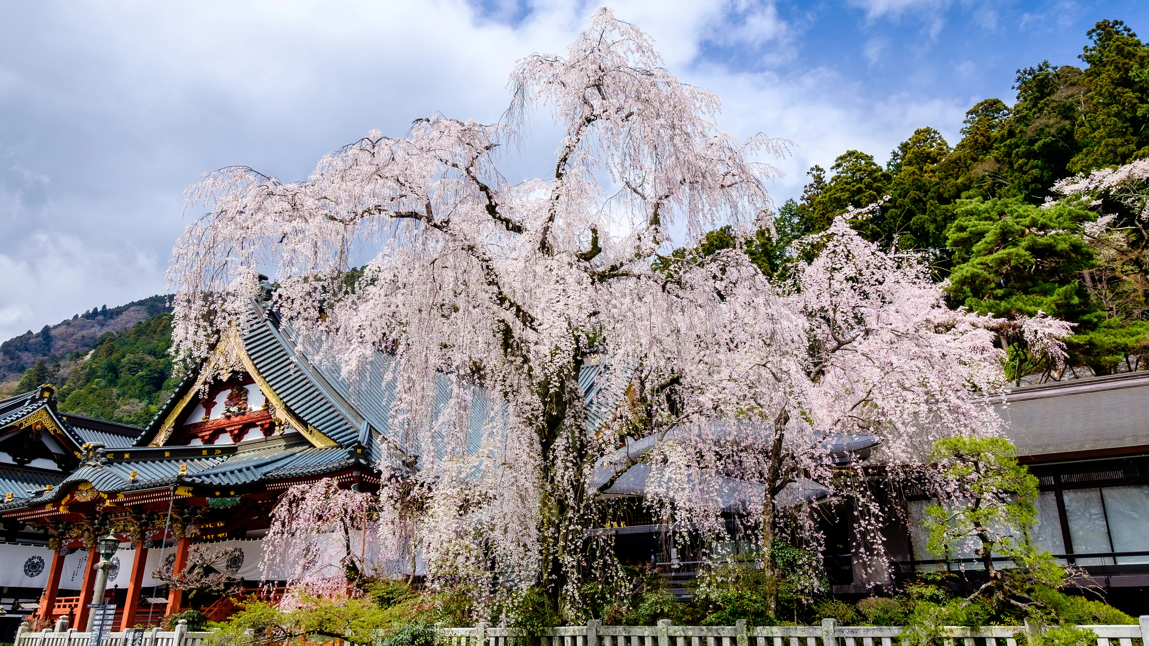 일본 니치렌종 본산인 구온지의 수양벚꽃.