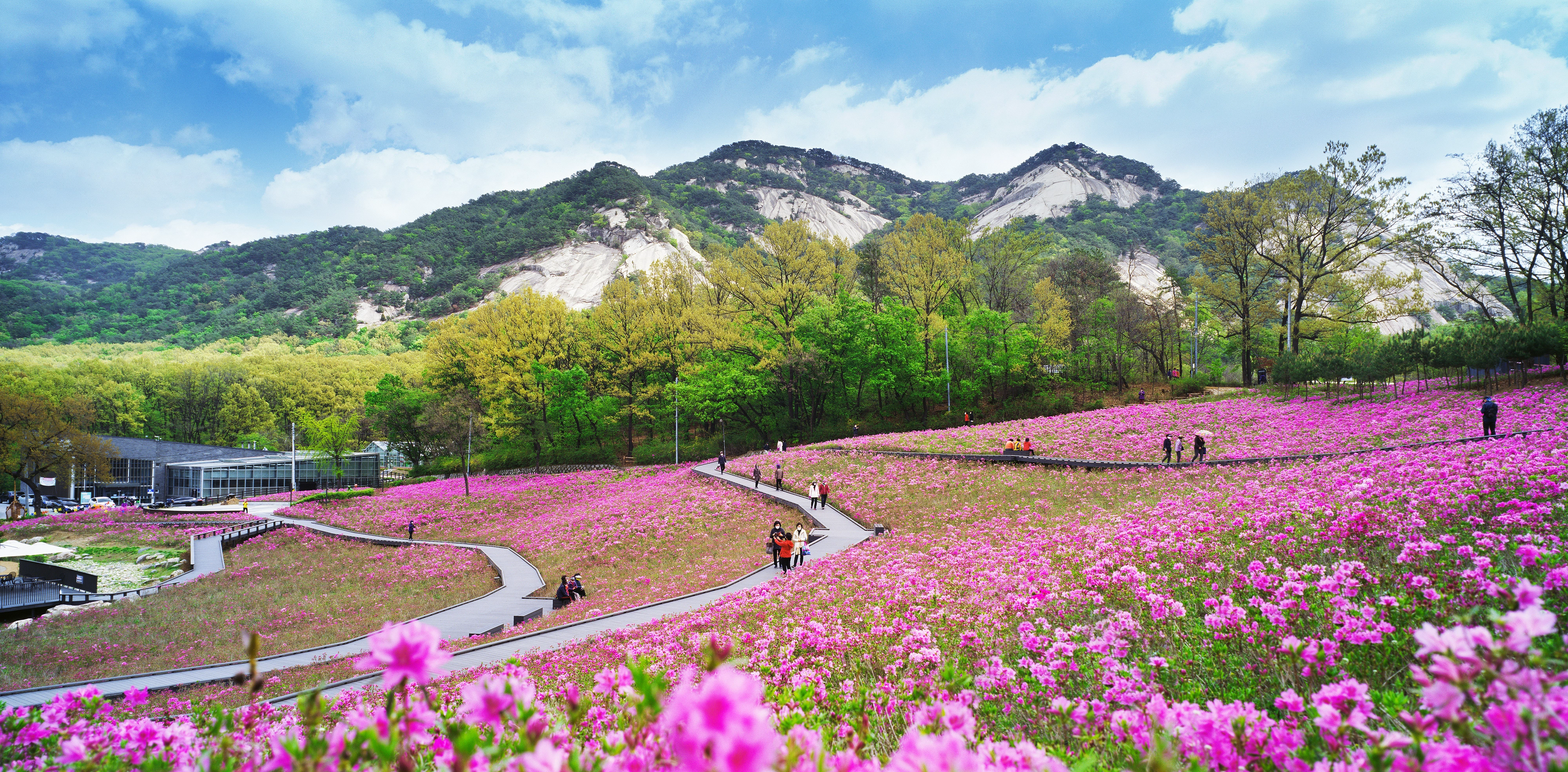 불암산의 바위 능선과 어우러진 철쭉 풍경. 노원구 제공