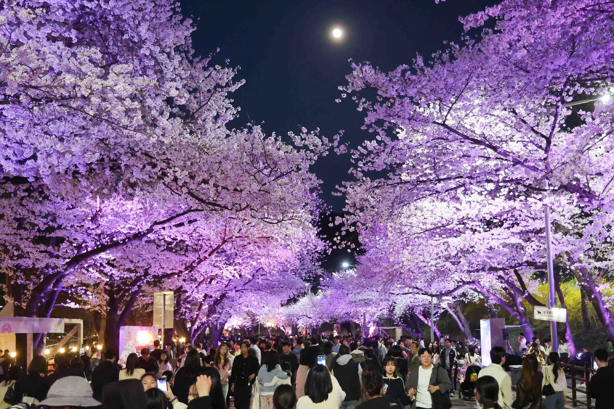 지난해 야간 벚꽃축제 현장. 마사회 제공