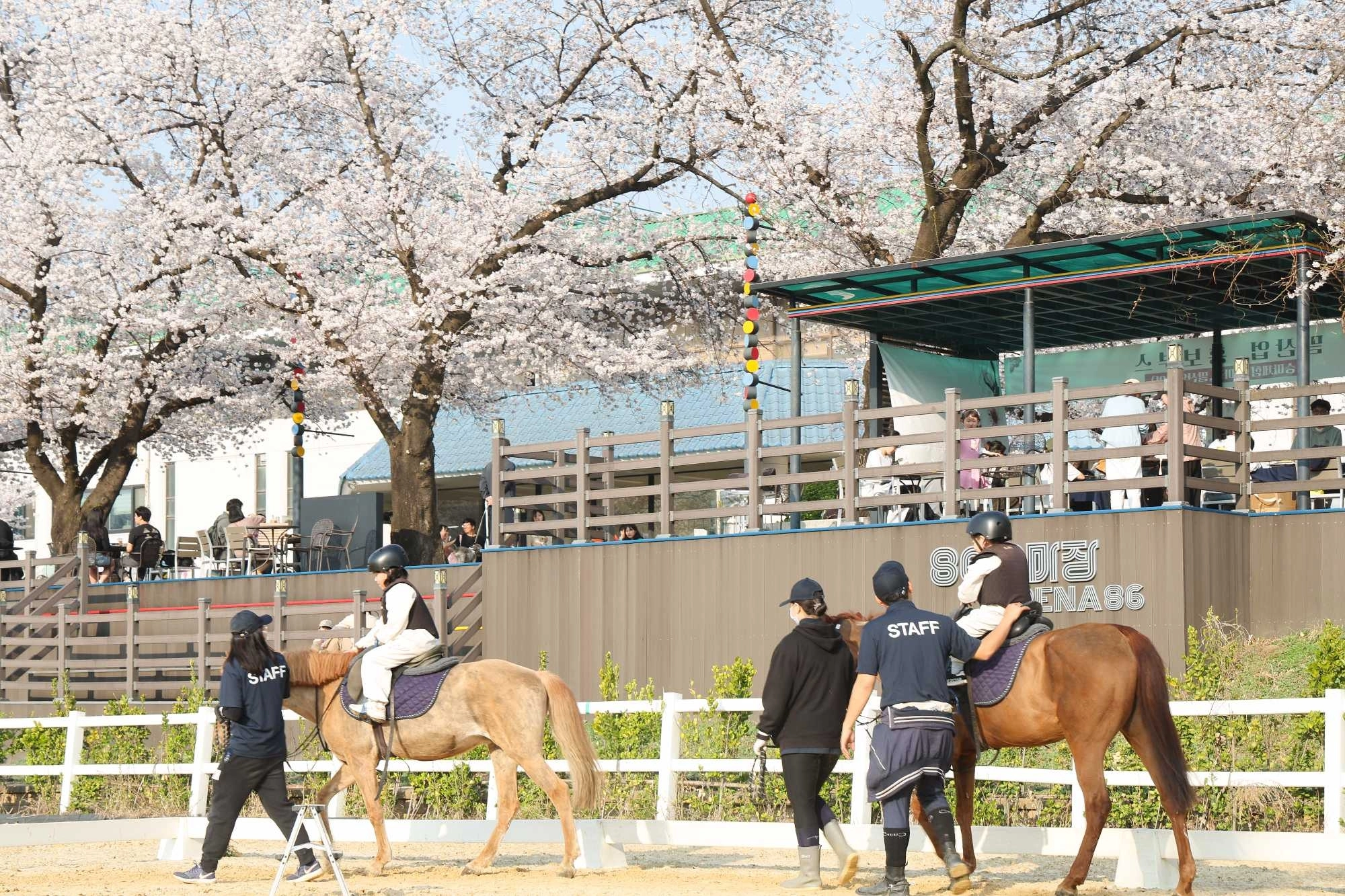 지난해 벚꽃축제에서 아이들이 승마를 즐기고 있다. 마사회 제공