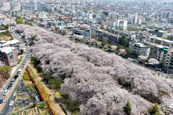 진해군항제가 열리고 있는 3일 오후 경남 창원시 진해구 경화역벚꽃길에 벚꽃이 만개해 있다.  올해 진해군항제는 오는 5일까지 열린다. 2026.4.3 연합뉴스