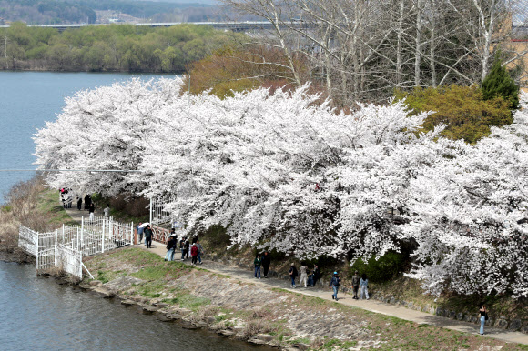 벚꽃이 수놓은 공지천