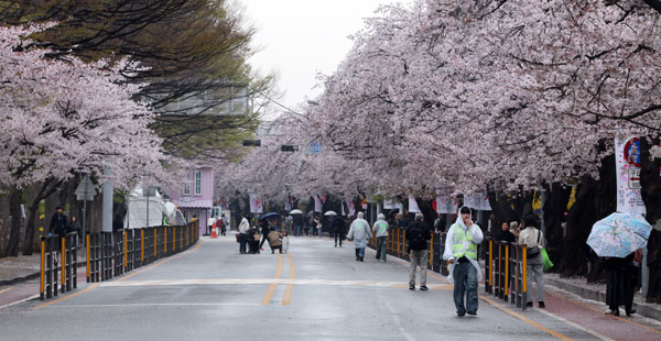 봄비가 내리는 6일 서울 영등포구 윤중로에서 열린 여의도 벚꽃축제를 찾은 시민과 외국인 관광객들이 벚꽃길을 걷고 있다. 2026.4.6 뉴스1