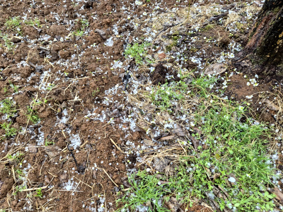 6일 오후 국내 대표 배 주산지인 전남 나주시 배 과수원 일대에 우박이 떨어져 이제 막 배꽃 개화가 시작된 농가에 피해가 우려된다. 2026.4.6  연합뉴스