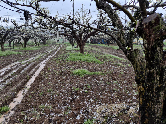 6일 오후 국내 대표 배 주산지인 전남 나주시 배 과수원 일대에 우박이 떨어져 이제 막 배꽃 개화가 시작된 농가에 피해가 우려된다. 2026.4.6  연합뉴스