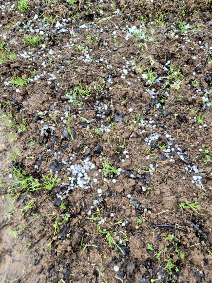 6일 오후 국내 대표 배 주산지인 전남 나주시 배 과수원 일대에 우박이 떨어져 이제 막 배꽃 개화가 시작된 농가에 피해가 우려된다. 2026.4.6  연합뉴스