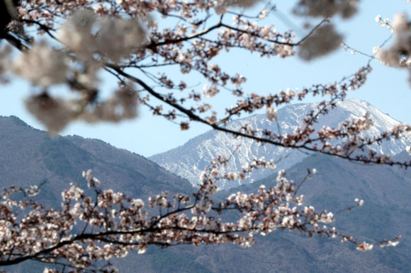 7일 강원 속초시 도문동 일원에 핀 벚꽃 뒤로 눈 쌓인 설악산이 보인다. 2026.4.7 연합뉴스