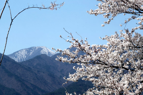 7일 강원 속초시 도문동 일원에 핀 벚꽃 뒤로 눈 쌓인 설악산이 보인다. 2026.4.7 연합뉴스