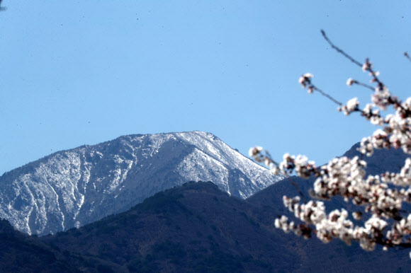 7일 강원 속초시 도문동에 핀 벚꽃과 눈 덮인 설악산이 어우러져 이색적인 봄 풍경을 연출하고 있다. 2026.4.7 연합뉴스