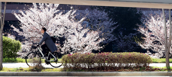 공공부문 차량 2부제가 시행된 8일 오전 세종시 도심에서 직장인들이 자전거를 타고 출근하고 있다. 2026.4.8 연합뉴스