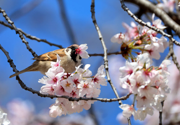 봄이 한창인 8일 강원 강릉시 경포호 일원의 벚나무에서 참새가 벚꽃을 따서 꿀을 찾고 있다. 2026.4.8 연합뉴스