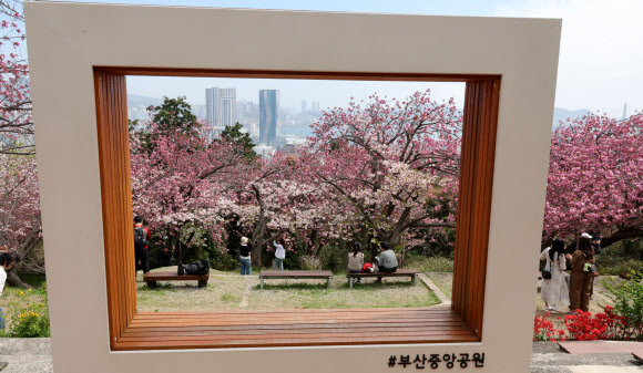 13일 부산 중구 부산민주공원 겹벚꽃 동산을 찾은 시민과 관광객들이 만개한 겹벚꽃을 감상하고 사진을 찍으며 화창한 봄날의 여유를 즐기고 있다. 2026.4.13 연합뉴스