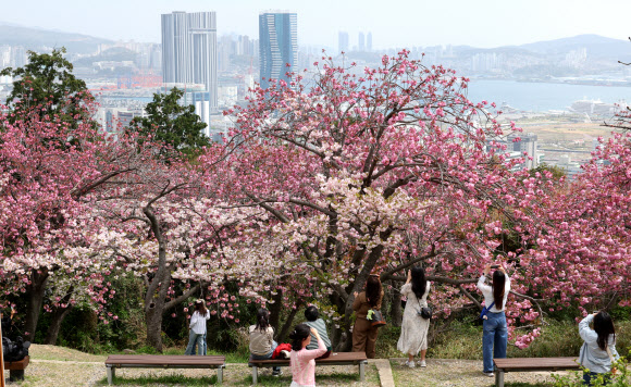 13일 부산 중구 부산민주공원 겹벚꽃 동산을 찾은 시민과 관광객들이 만개한 겹벚꽃을 감상하고 사진을 찍으며 화창한 봄날의 여유를 즐기고 있다. 2026.4.13 연합뉴스