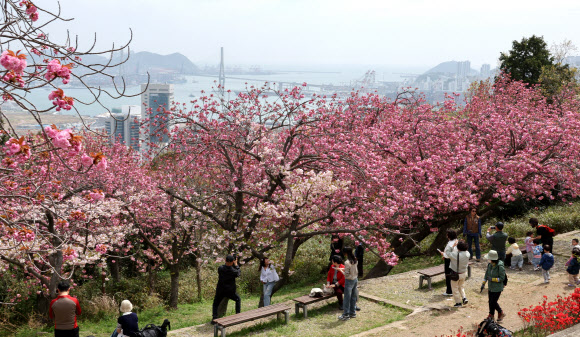 포근한 날씨를 보인 13일 부산 중구 부산민주공원 겹벚꽃 동산을 찾은 시민과 관광객들이 만개한 겹벚꽃을 감상하고 사진을 찍으며 봄의 정취를 즐기고 있다. 2026.4.13 연합뉴스