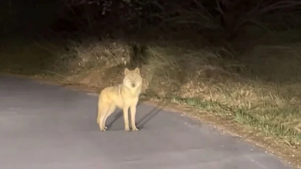 늑구 발견 제보자 인스타그램 영상 캡처