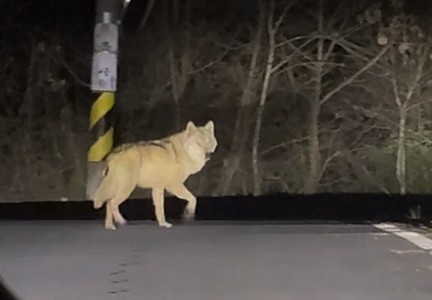 대전 오월드 탈출 이후 한동안 행방이 묘연했던 늑대 ‘늑구’가 13일 오후 10시 43분께 오월드 인근 야산에서 목격됐다. 사진은 목격한 시민이 찍은 영상 갈무리. 2026.4.14  연합뉴스