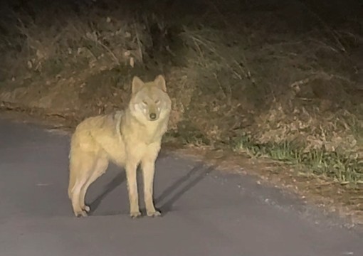 대전 오월드 탈출 이후 한동안 행방이 묘연했던 늑대 ‘늑구’가 13일 오후 10시 43분께 오월드 인근 야산에서 목격됐다. 사진은 목격한 시민이 찍은 영상 갈무리. 2026.4.14  연합뉴스