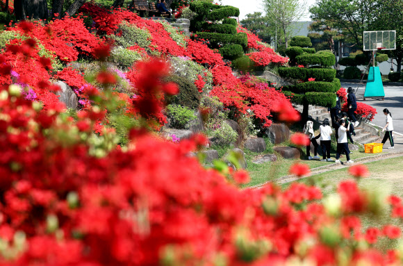 15일 오전 광주 북구 동강대학교 운동장에 철쭉이 만개해 있다. 2026.4.15  광주 북구 제공