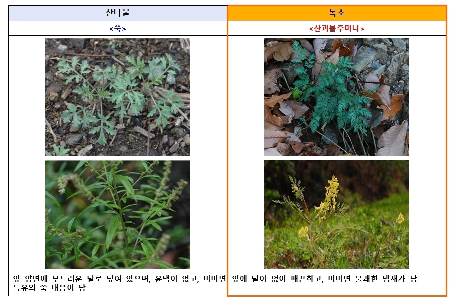 식품의약품안전처와 산림청 국립수목원에 따르면 산나물과 유사하게 생긴 독초를 개인이 임의로 채취해 섭취한 후 복통, 구토 등 증상을 호소하는 신고 사례가 해마다 발생하고 있다. 쑥과 독초 산괴불주머니 구분법. 식품의약품안전처 제공.