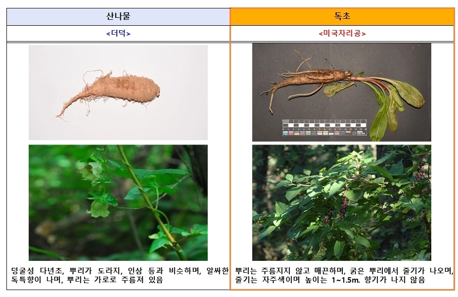 식품의약품안전처와 산림청 국립수목원에 따르면 산나물과 유사하게 생긴 독초를 개인이 임의로 채취해 섭취한 후 복통, 구토 등 증상을 호소하는 신고 사례가 해마다 발생하고 있다. 더덕과 독초 미국자리공 구분법. 식품의약품안전처 제공.