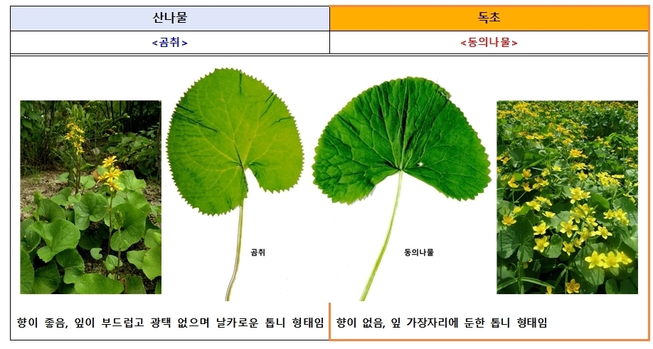 식품의약품안전처와 산림청 국립수목원에 따르면 산나물과 유사하게 생긴 독초를 개인이 임의로 채취해 섭취한 후 복통, 구토 등 증상을 호소하는 신고 사례가 해마다 발생하고 있다. 곰취와 독초 동의나물 구분법. 식품의약품안전처 제공.