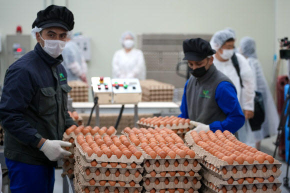16일 충남 당진시의 한 난각업체에서 계란 수급 안정을 위해 수입된 태국산 신선란 시중 유통을 위한 준비 작업을 하고 있다. 2026.4.16. 한국농수산식품유통공사 제공
