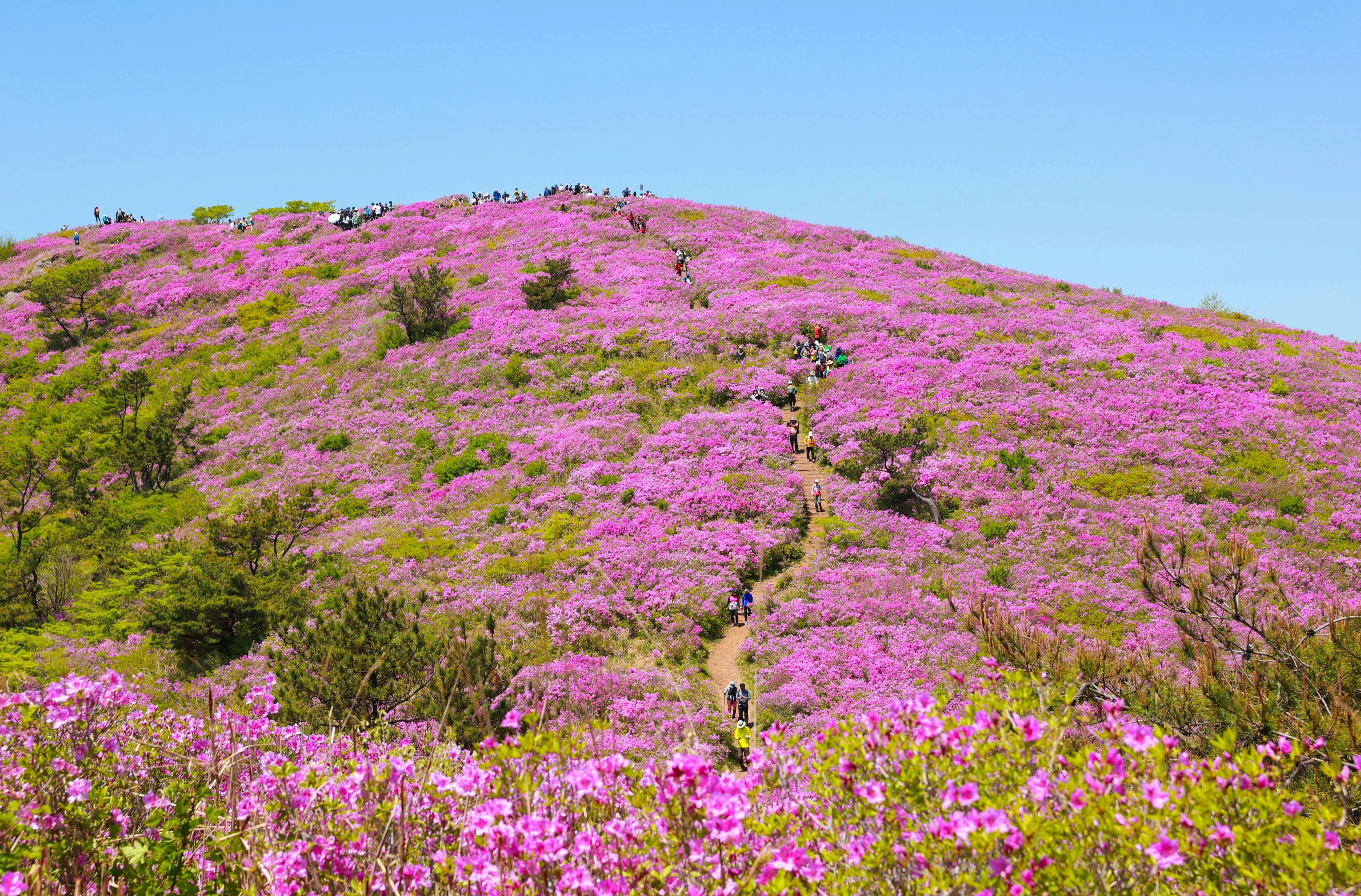 전국 최대 규모로 꼽히는 일림산 철쭉 군락