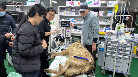 대전 오월드 탈출한 ‘늑구’ 안전히 생포