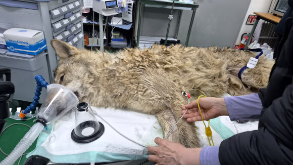 대전 오월드 탈출한 ‘늑구’ 안전히 생포