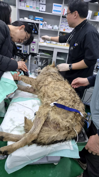 대전 오월드 탈출한 ‘늑구’ 안전히 생포