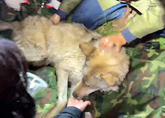 ‘늑구’ 포획된 순간