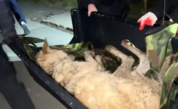 ‘늑구’ 포획된 순간