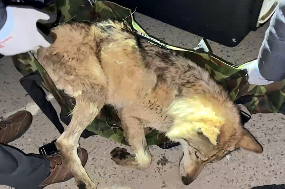 ‘늑구’ 포획된 순간