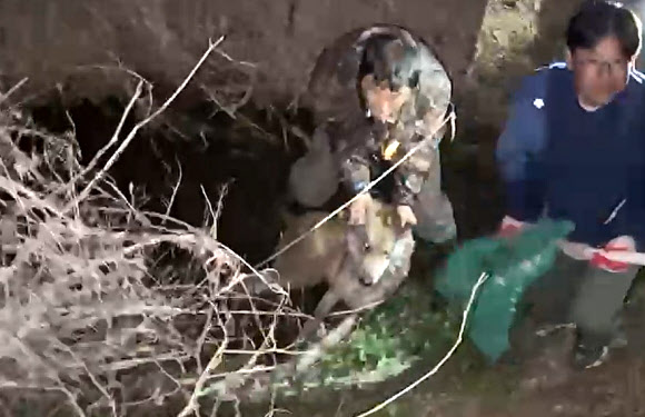 ‘늑구’ 포획된 순간