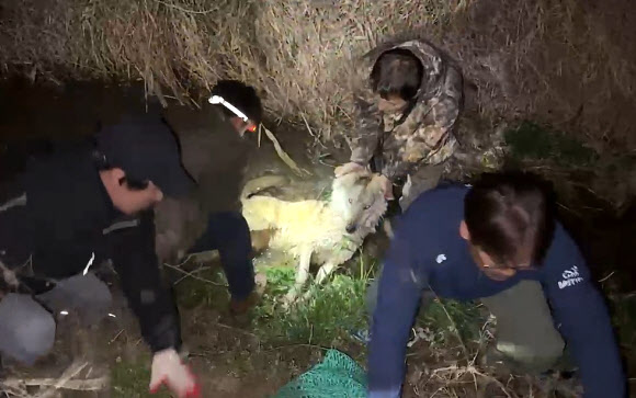 ‘늑구’ 포획된 순간