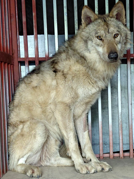 탈출 9일 만에 돌아온 ‘늑구’