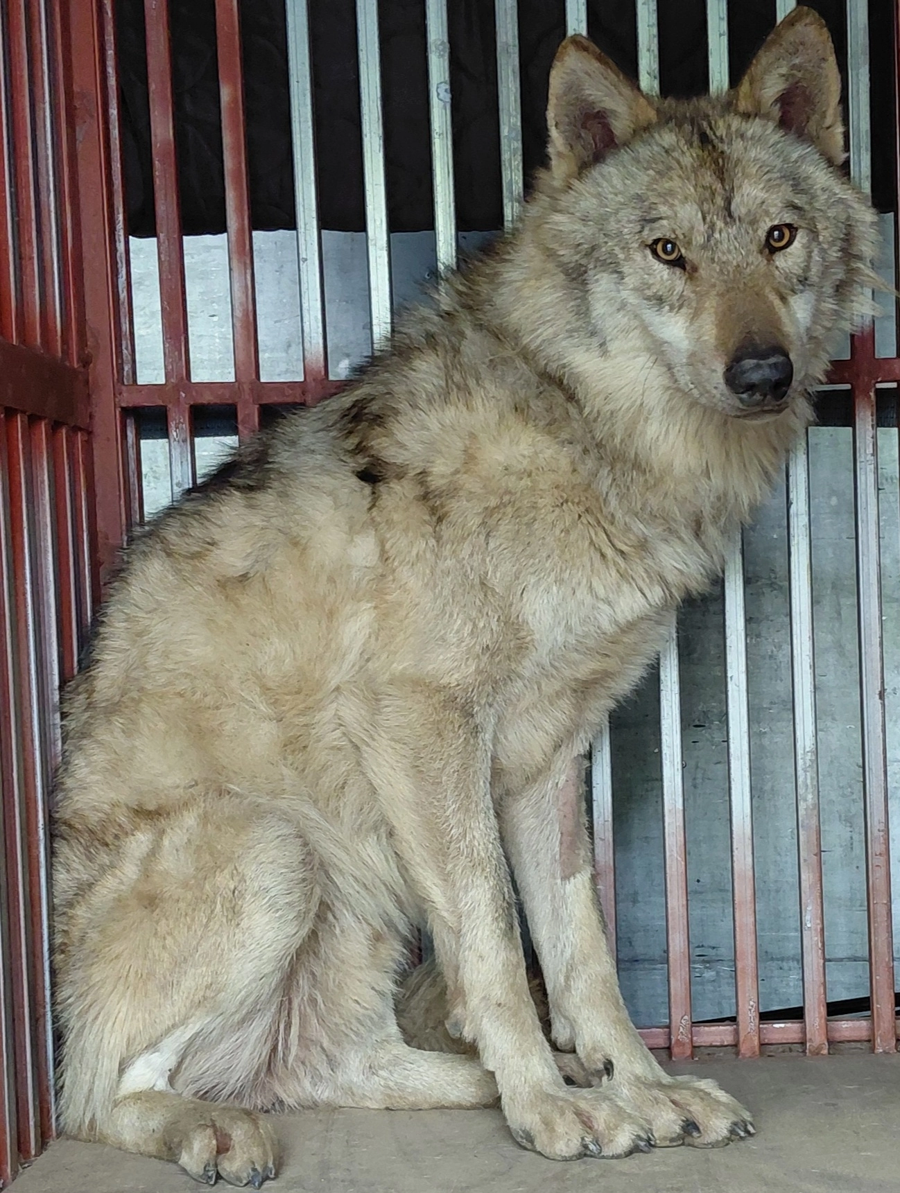 대전 오월드 동물병원을 다녀온 뒤 회복 중인 늑구. 2026.4.17 대전오월드 제공