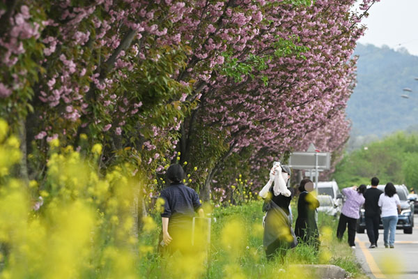 광주지역 최고기온이 25도로 예보된 18일 오후 광주 광산구 영산강변에서 시민들이 만개한 겹벚꽃과 유채꽃 사이로 막바지 꽃놀이를 즐기고 있다. 2026.04.18.  뉴시스