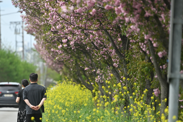 광주지역 최고기온이 25도로 예보된 18일 오후 광주 광산구 영산강변에서 시민들이 만개한 겹벚꽃과 유채꽃 사이로 막바지 꽃놀이를 즐기고 있다. 2026.04.18.  뉴시스