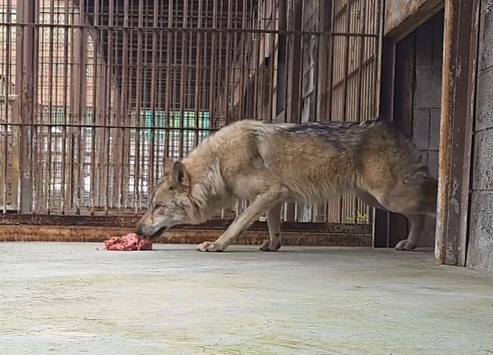 대전 동물원 오월드를 탈출했다가 9일 만에 생포돼 돌아온 늑대 ‘늑구’의 근황이 담긴 영상이 공개됐다. 오월드 인스타그램 캡처