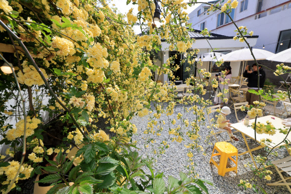 21일 오전 제주시 이도일동의 한 카페 마당에 목향장미가 활짝 피어 방문객들을 설레게 하고 있다. 2026.4.21  연합뉴스