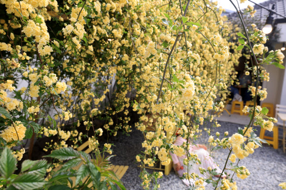 21일 오전 제주시 이도일동의 한 카페 마당에 목향장미가 활짝 피어 방문객들을 설레게 하고 있다. 2026.4.21  연합뉴스