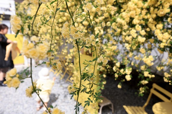 21일 오전 제주시 이도일동의 한 카페 마당에 목향장미가 활짝 피어 방문객들을 설레게 하고 있다. 2026.4.21  연합뉴스